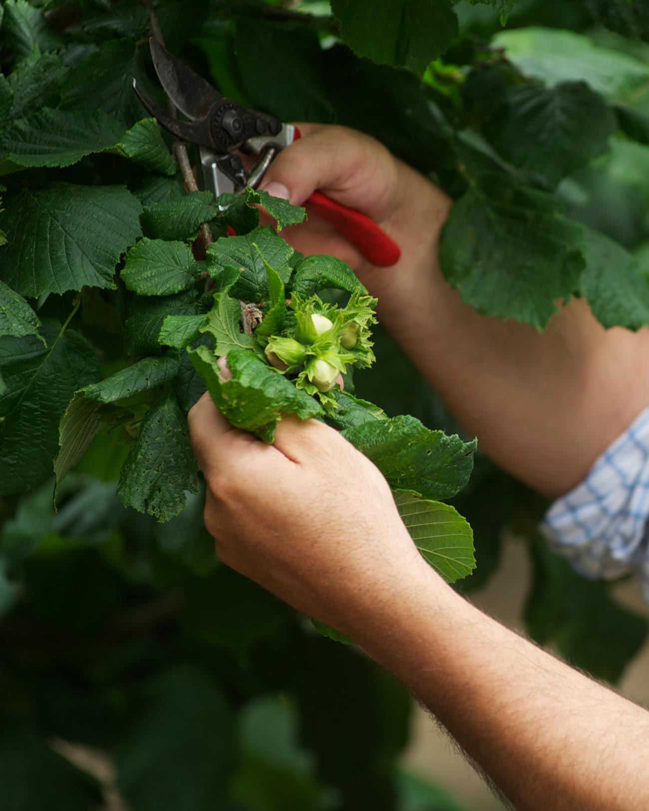 DOLCILANGHE_barolo_equio_berria_nocciole_made_in_italy_piemonte_12