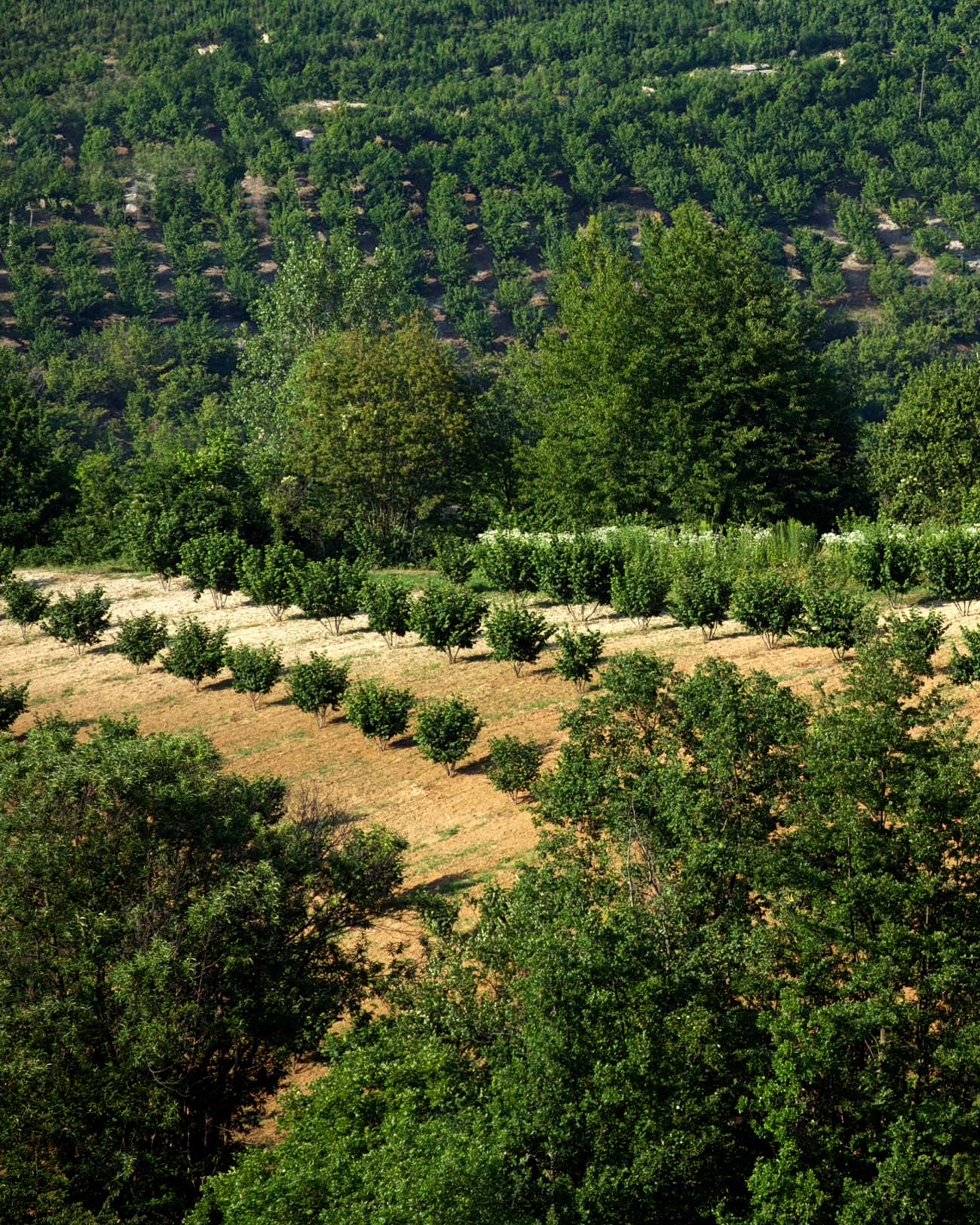DOLCILANGHE_barolo_equio_berria_nocciole_made_in_italy_piemonte_14